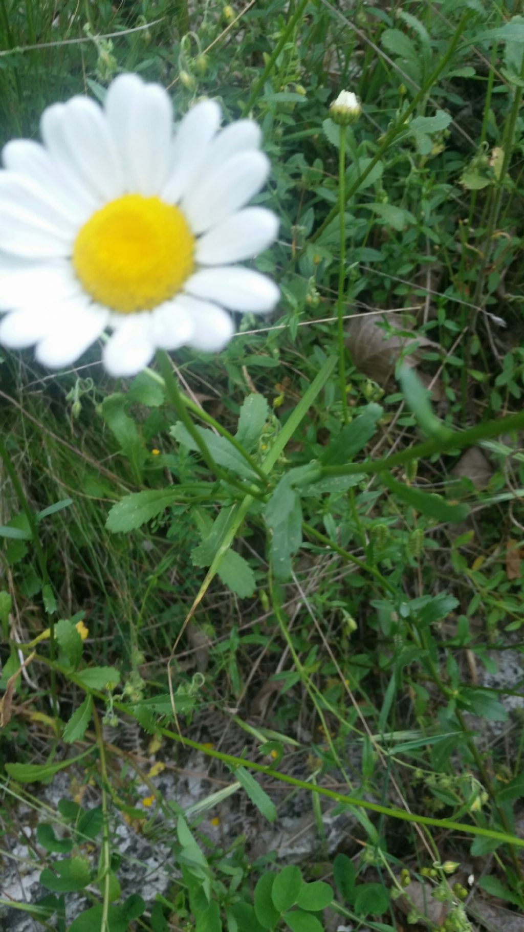 Margherita molto alta - Leucanthemum cfr. vulgare